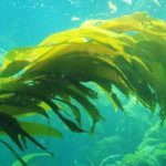 importancia de las algas